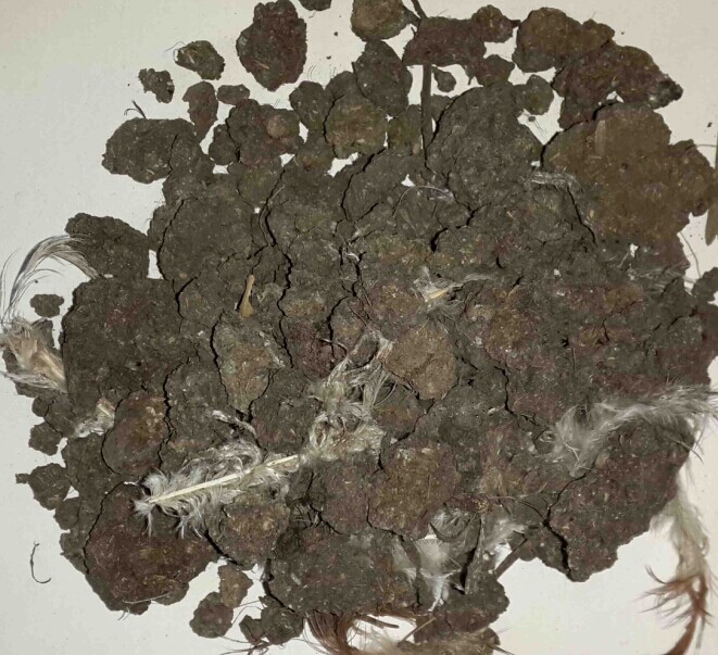 干雞糞顆粒供應商"" 干雞糞顆粒供應商