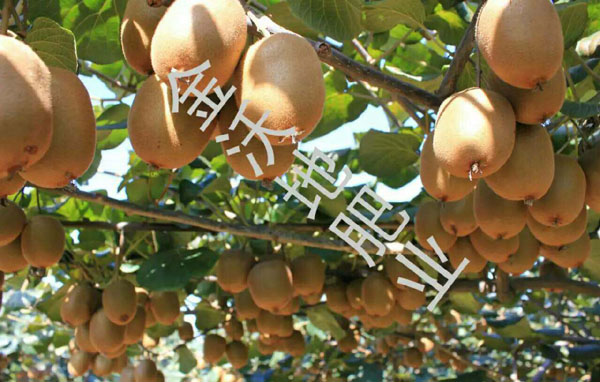 獼猴桃使用效果 獼猴桃使用效果